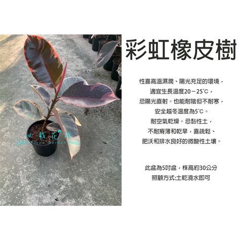 橡膠樹 繁殖|[綠化美化] 橡膠樹 (高雄區農業改良場)